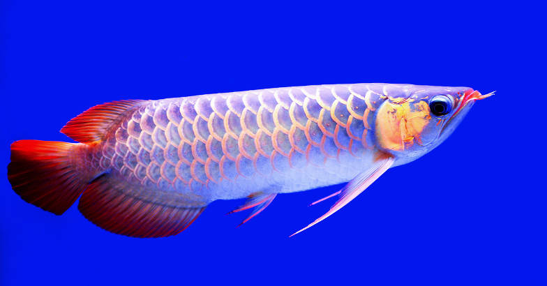 arowana fish malayalam