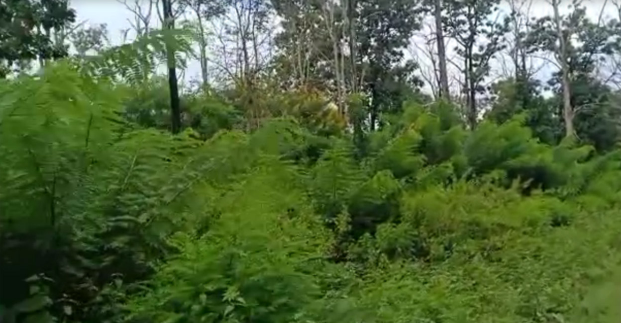  Invasive Alien plant species a threat to Wayanad Wildlife Sanctuary