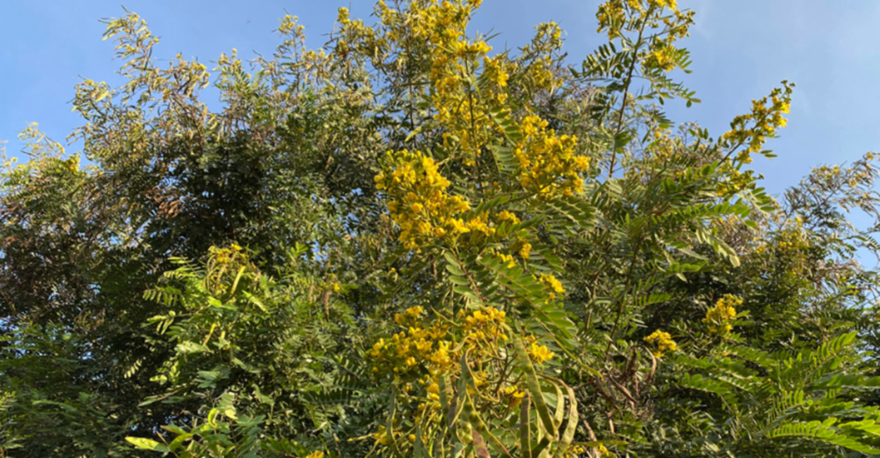  Invasive Alien plant species a threat to Wayanad Wildlife Sanctuary