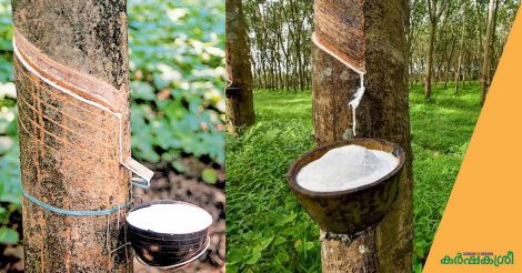 rubber production incentive